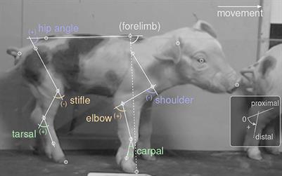 A workflow for automatic, high precision livestock diagnostic screening of locomotor kinematics